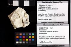 Foto (Objket + Etiketten) von Pithonoton marginatum (von Meyer, 1842) 